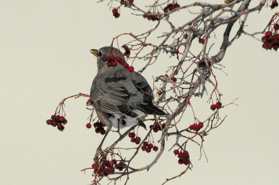 Robin Photograph - Robin in Mountain Ash Tree by Merrimon Crawford
