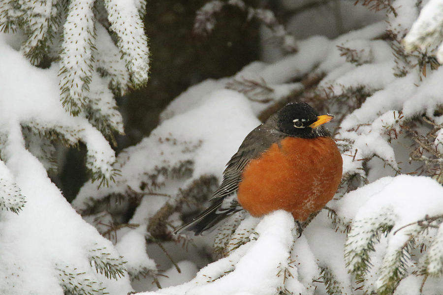 Robin in Snow Photograph by Brook Burling