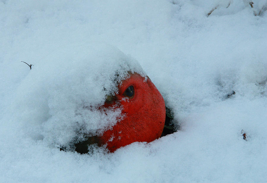 Robin in Snow Photograph by Dawn OConnor