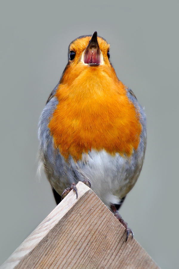Robin in Song Photograph by Gavin Macrae