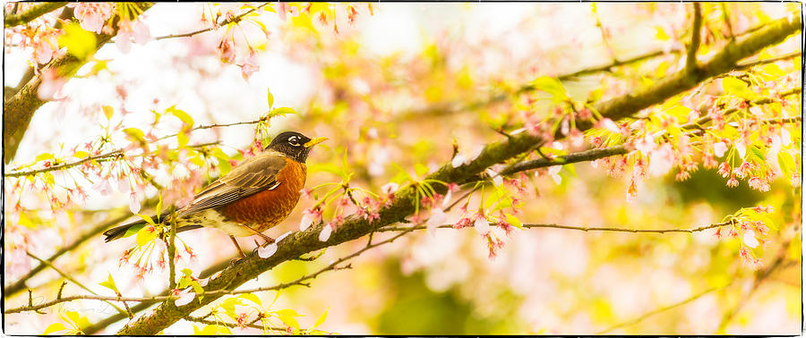 Nature Photograph - Robin in spring blossom cherry tree by Peter V Quenter