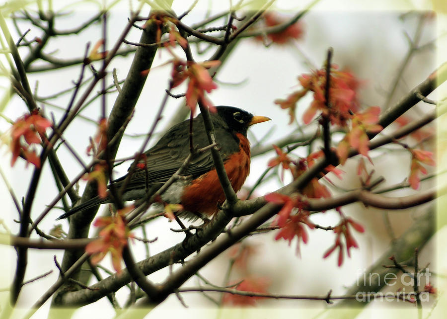 Robin In Spring Photograph by Lydia Holly