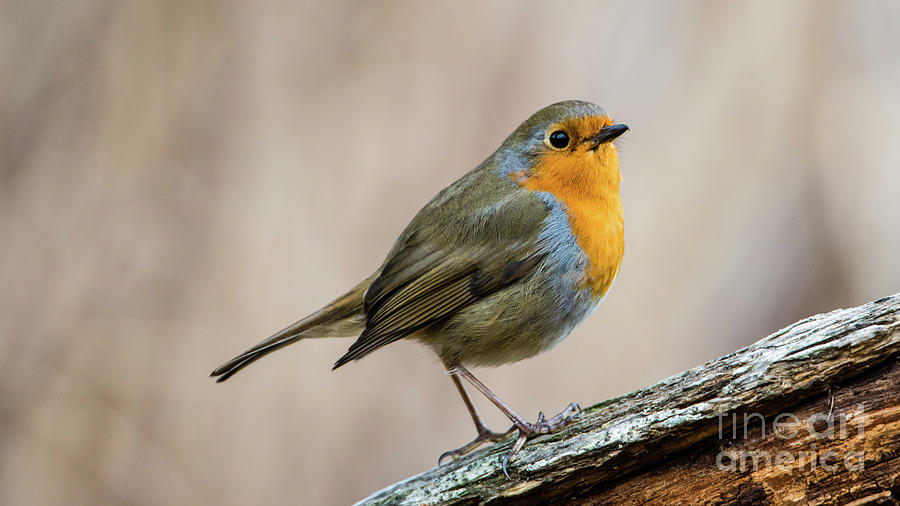 Robin in spring Photograph by Torbjorn Swenelius