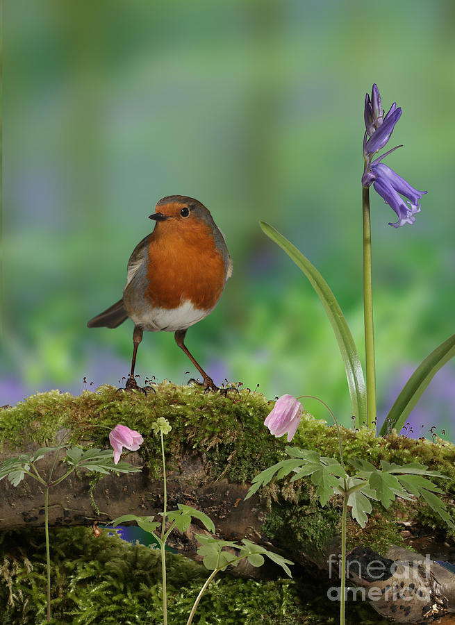 Robin Photograph - Robin in spring wood by Warren Photographic