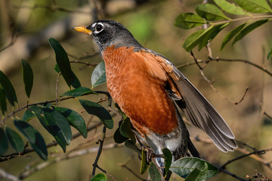 Bird Photograph - Robin In The Bushes 122520150725 by WildBird Photographs