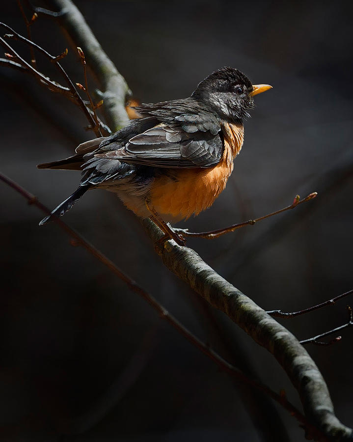 Robin In The Light Photograph by Bill Wakeley