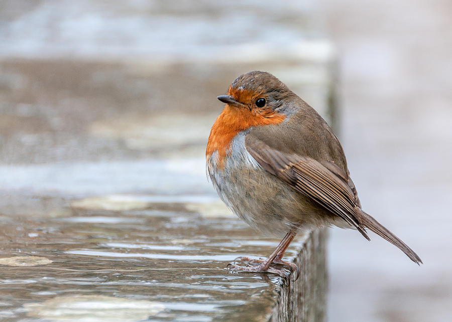 Robin In The Rain Photograph by Colin Evans