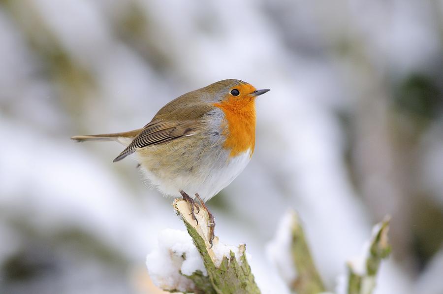 Nature Photograph - Robin In The Snow by Colin Varndell