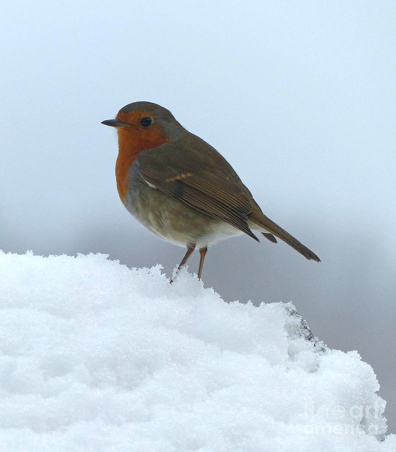 Robin in the snow Photograph by Phil Banks
