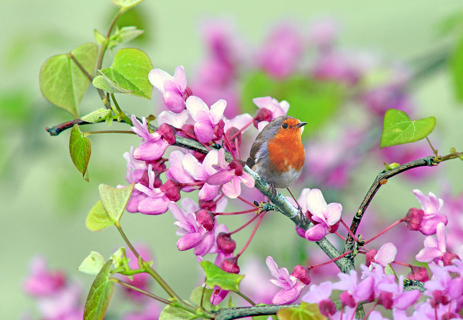 Bird Digital Art - Robin in the Spring by Nina Bradica
