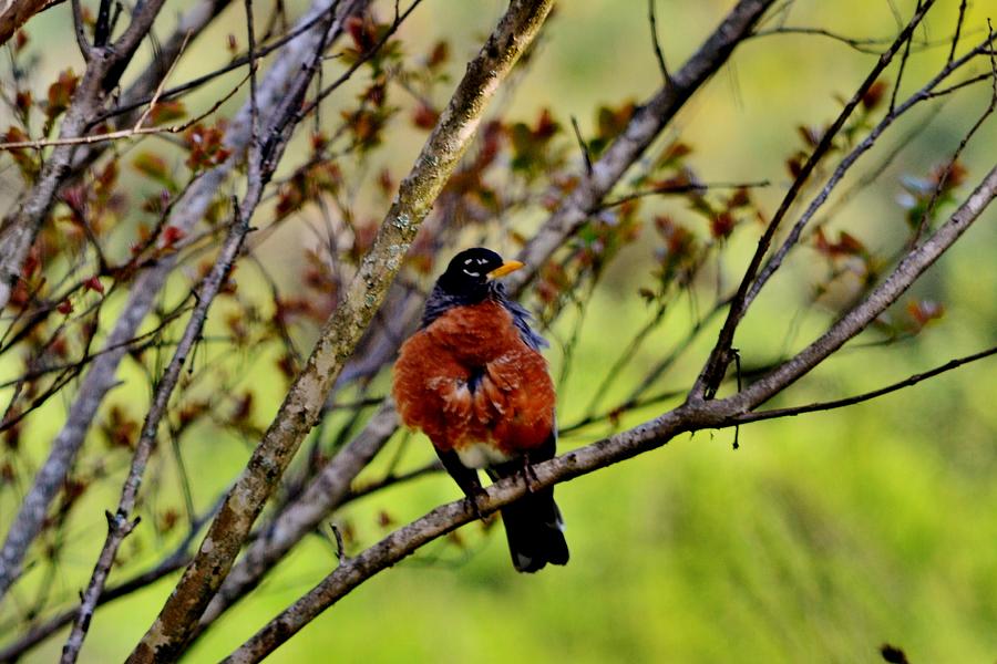 Robin in the Trees Photograph by Eileen Brymer