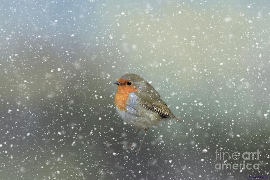 Robin in Winter Photograph by Eva Lechner