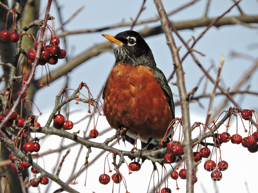 Robin In Winter Photograph by Marcia Lee Jones