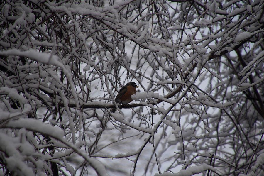 Robin In Winter Photograph