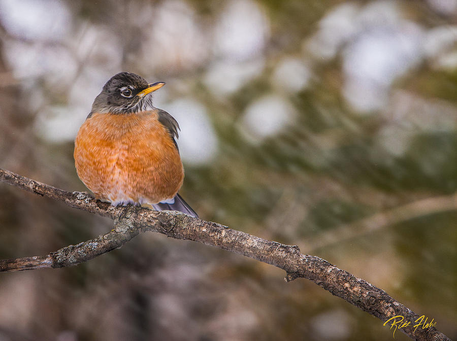 Robin in Winter Photograph by Rikk Flohr