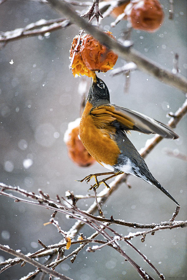 Robin Hanging In There Photograph by Marty Saccone