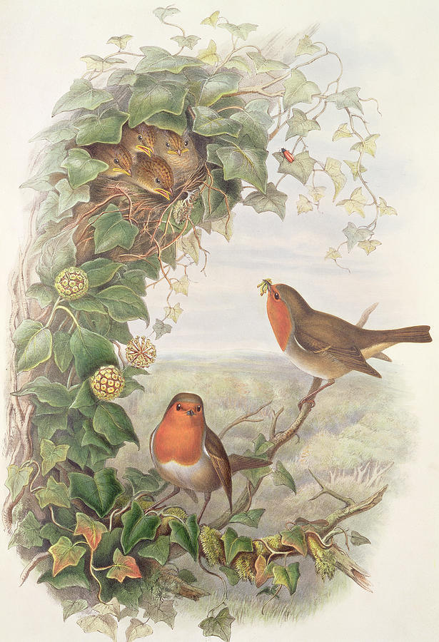 Robin Painting by John Gould