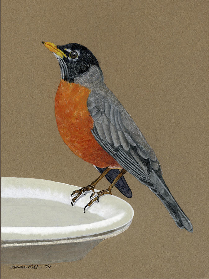 Robin Drawing by Laurie With Fine Art America