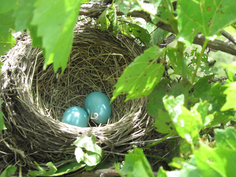 Robin nest Photograph by Galina Haakenson Pixels