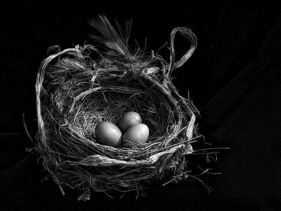 Robin Nest Photograph by Jackie Sajewski