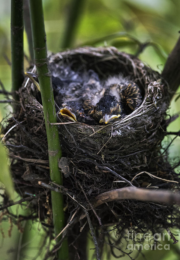 Robin Nest Photograph
