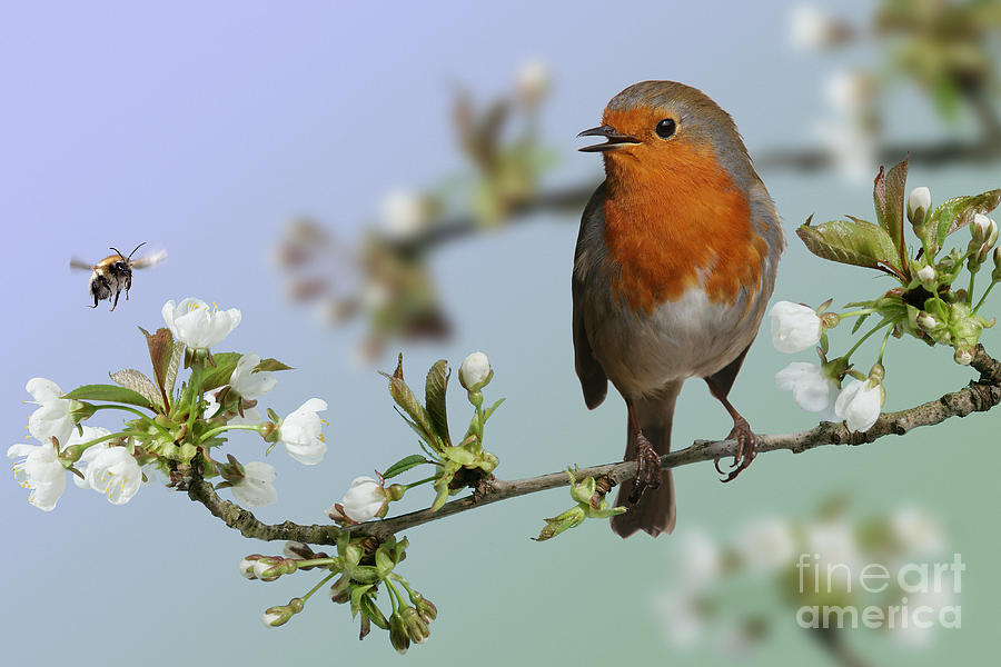 Robin on Cherry Blossom Photograph by Warren Photographic