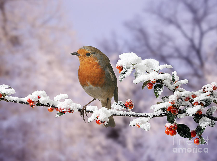 Robin on Cotoneaster with snow Photograph by Warren Photographic