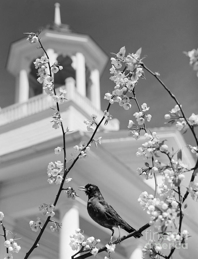 Robin On Flowering Branch, C.1950s Photograph by D Corson and ClassicStock