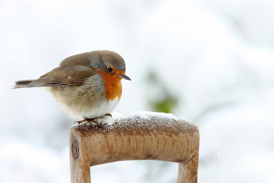 Robin on Fork Handle Photograph by Warren Photographic