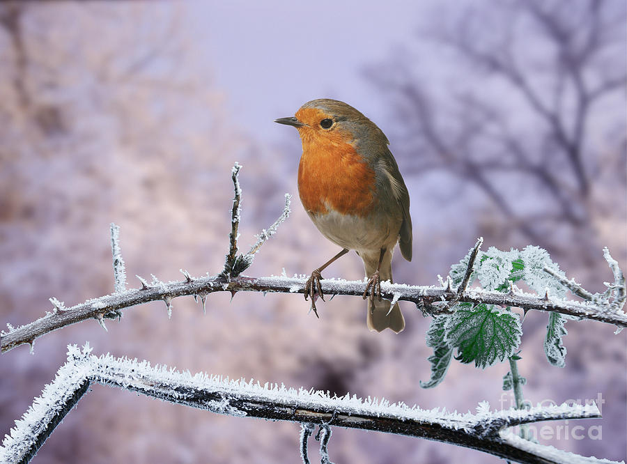 Robin on frosty bramble Photograph by Warren Photographic