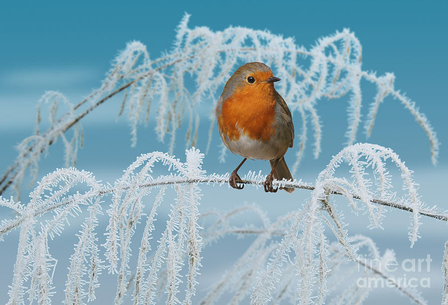 Robin on frosty grass Photograph by Warren Photographic