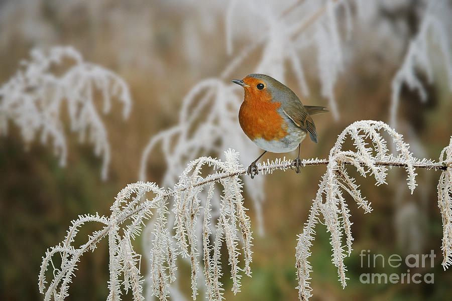 Robin on frosty sedge Photograph by Warren Photographic