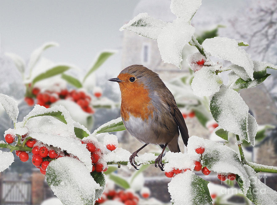 Robin on Holly branch and snow Photograph by Warren Photographic