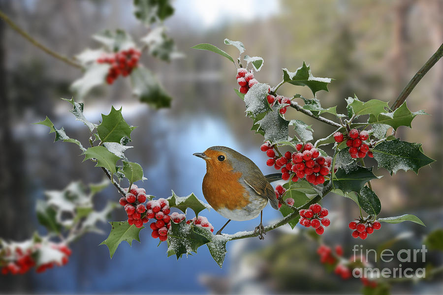 Robin on Holly branch Photograph by Warren Photographic