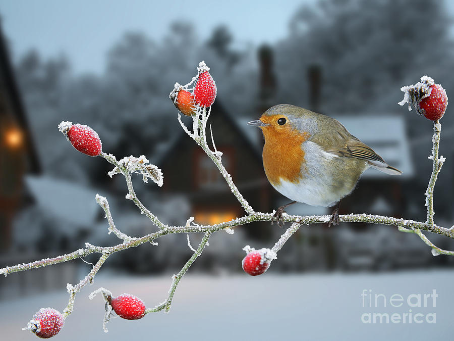 Robin on rose hips and frost Photograph by Warren Photographic