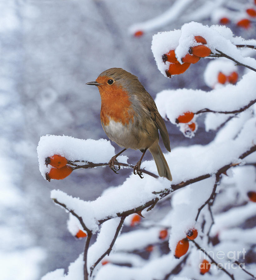Robin on snow-covered rose hips Photograph by Warren Photographic