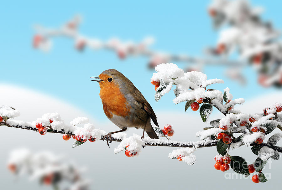Robin on snowy Cotoneaster Photograph by Warren Photographic