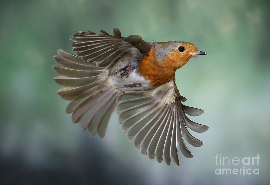 Robin on the wing Photograph by Warren Photographic