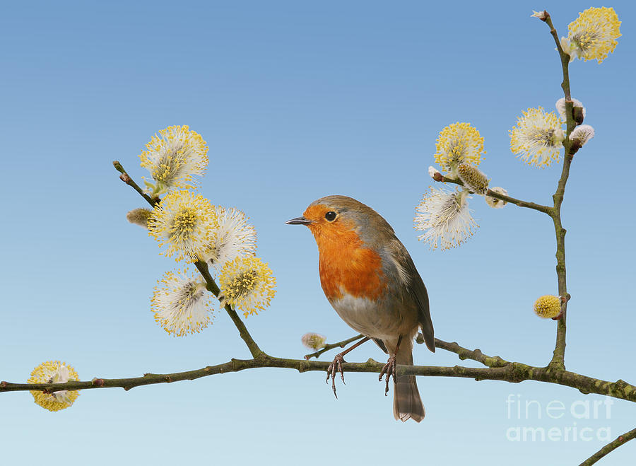 Robin on willow Photograph by Warren Photographic