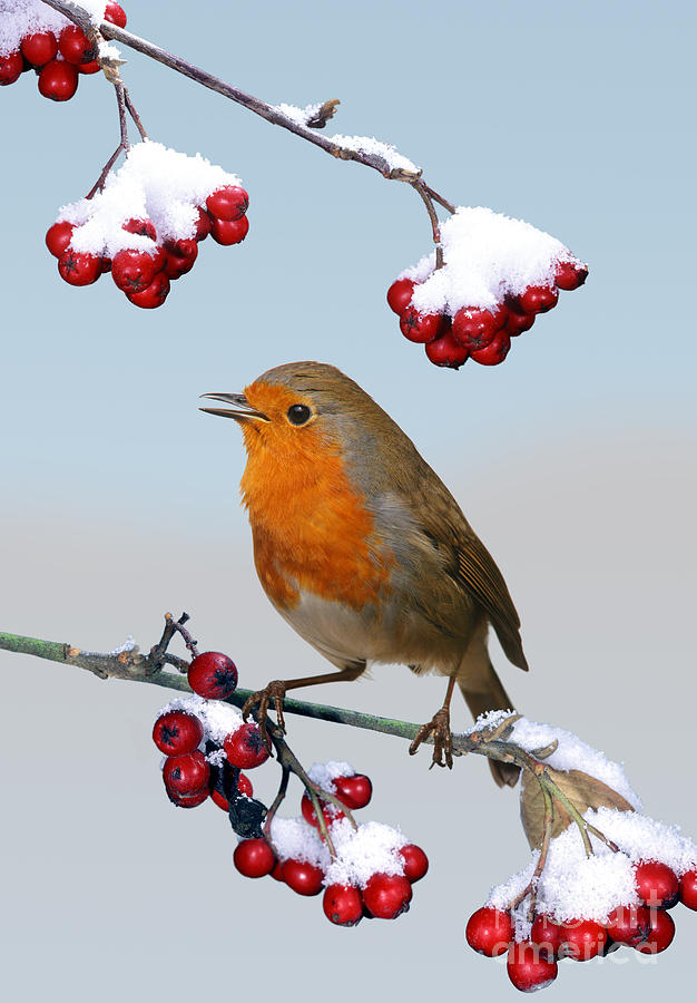 Robin on winter cotoneaster Photograph by Warren Photographic