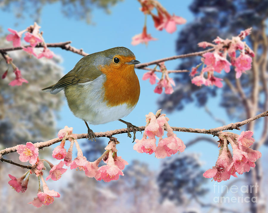 Robin on winter flowering plum Photograph by Warren Photographic