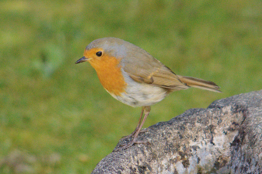 Robin Perched On Stone Photograph by Adrian Wale