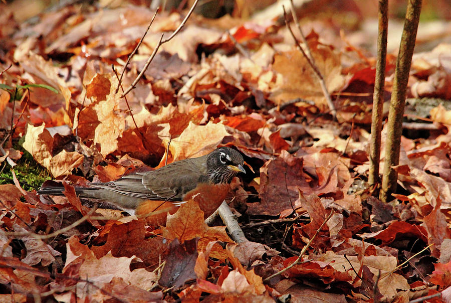 Robin Playing In Fallen Leaves Photograph by Debbie Oppermann