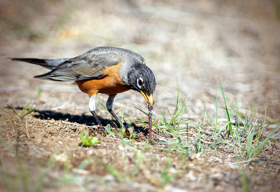 Bird Photograph - Robin pulling worm by Judi Dressler