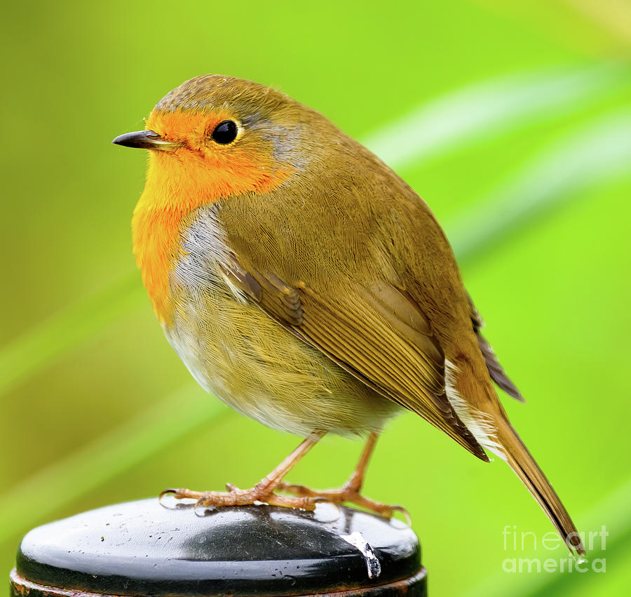 Robin red breast Photograph by Colin Rayner
