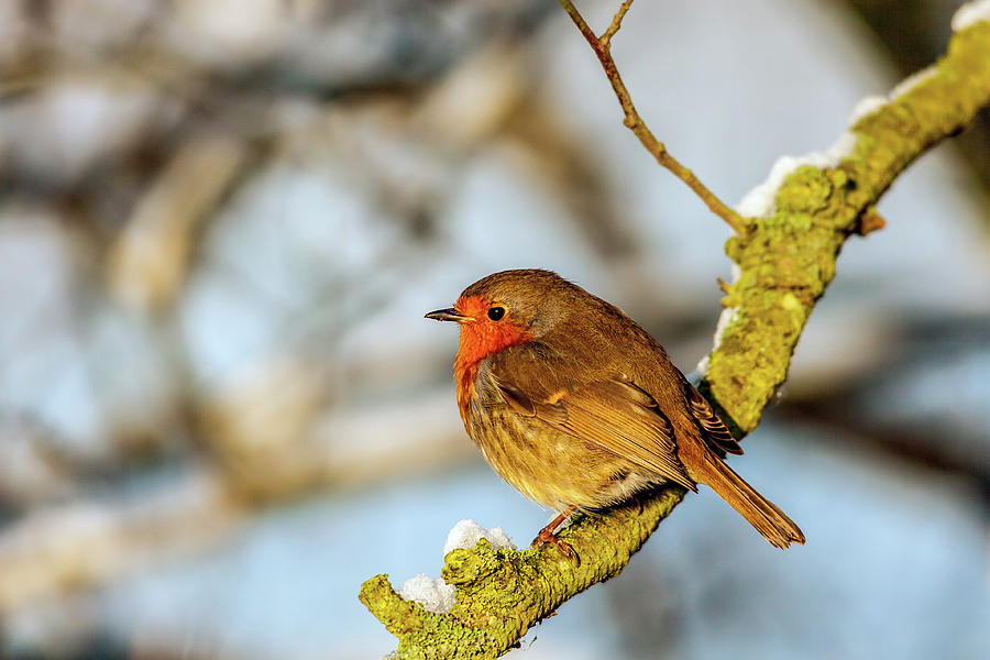 Robin Red-breast Photograph