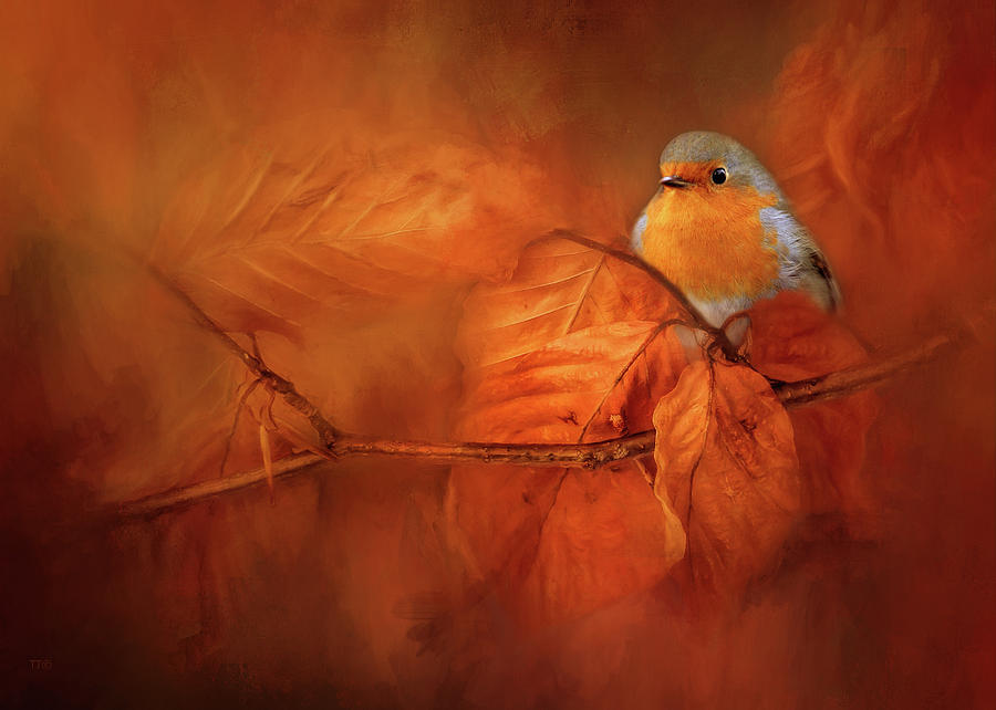 Robin Red Breast In Autumn Photograph by Theresa Tahara