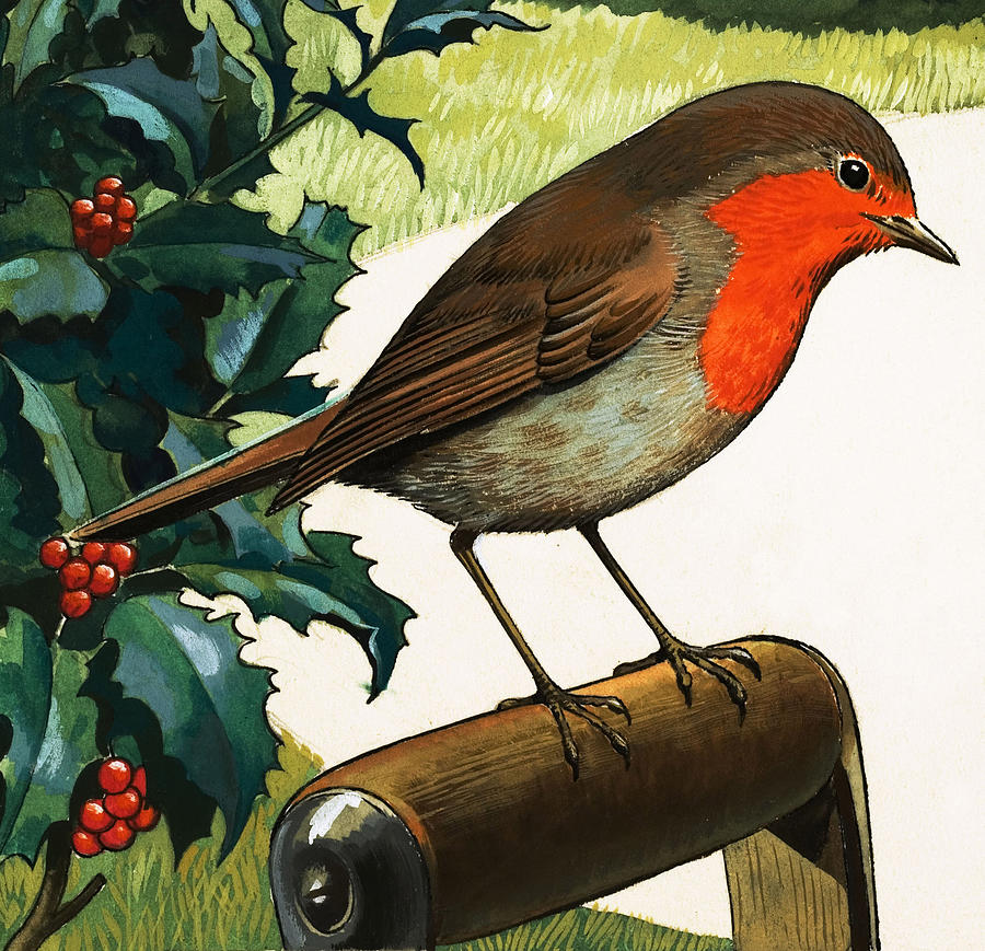 Robin Painting - Robin Redbreast by English School