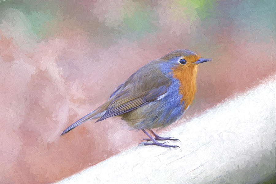 Robin Redbreast Photograph by Imelda Bell | Fine Art America