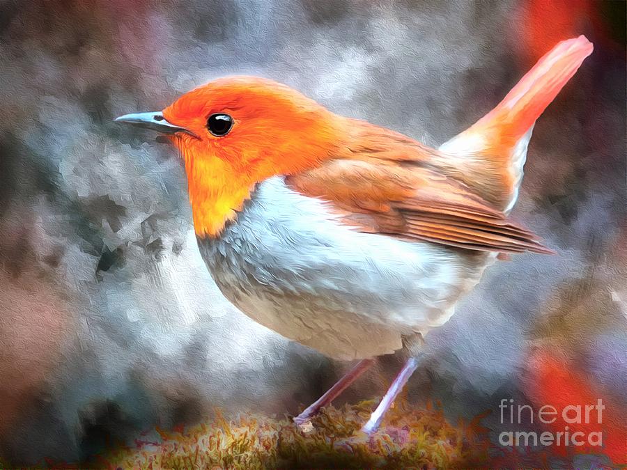 Robin Redbreast Photograph by Jack Torcello
